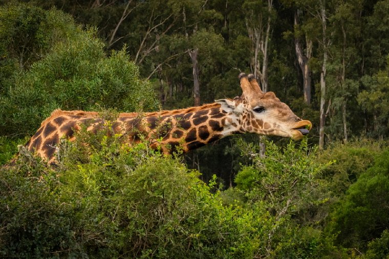 099 Port Elizabeth, Pumba Private Game Reserve, Zuid-Afrika.jpg